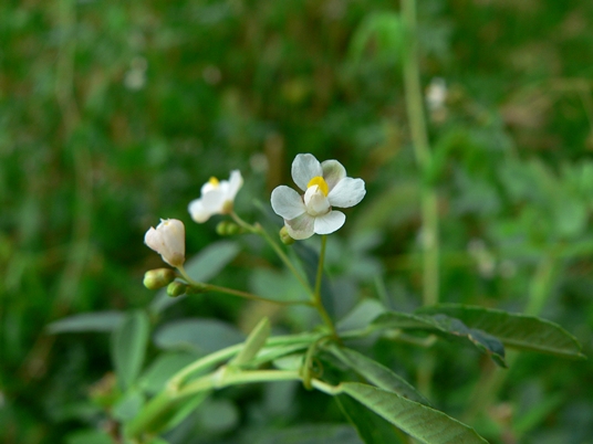 {Cardiospermum halicacabum}